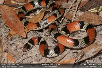<p>All of GA except the mountains; solid white belly; red, black, white “saddle” stripes</p>