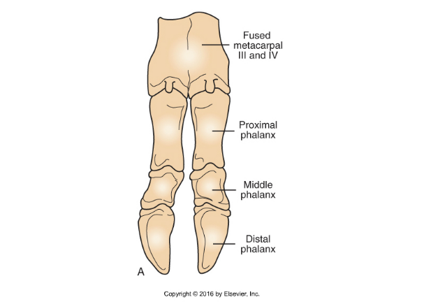 <p>Metacarpals</p>