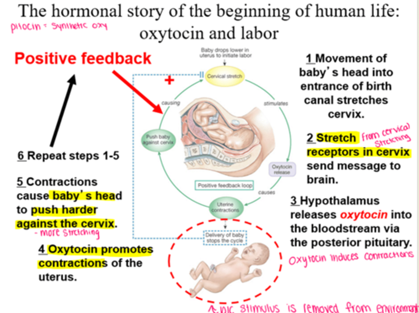 <p>Uncommon</p><p>-stimulus occurs taking body away from homeostasis</p><p>-signal is sent to brain</p><p>-brain sends efferent signals to increase the response, furthering away from homeostasis</p><p>-stops when stimulus is removed from environment</p>