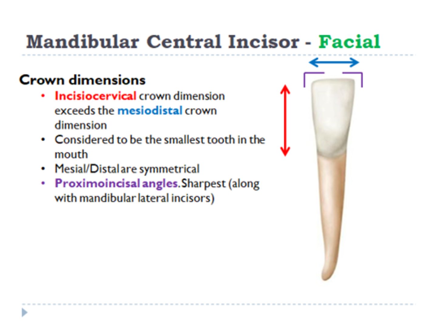 <p>#25, 24</p><p>(mandibular central incisors)</p>