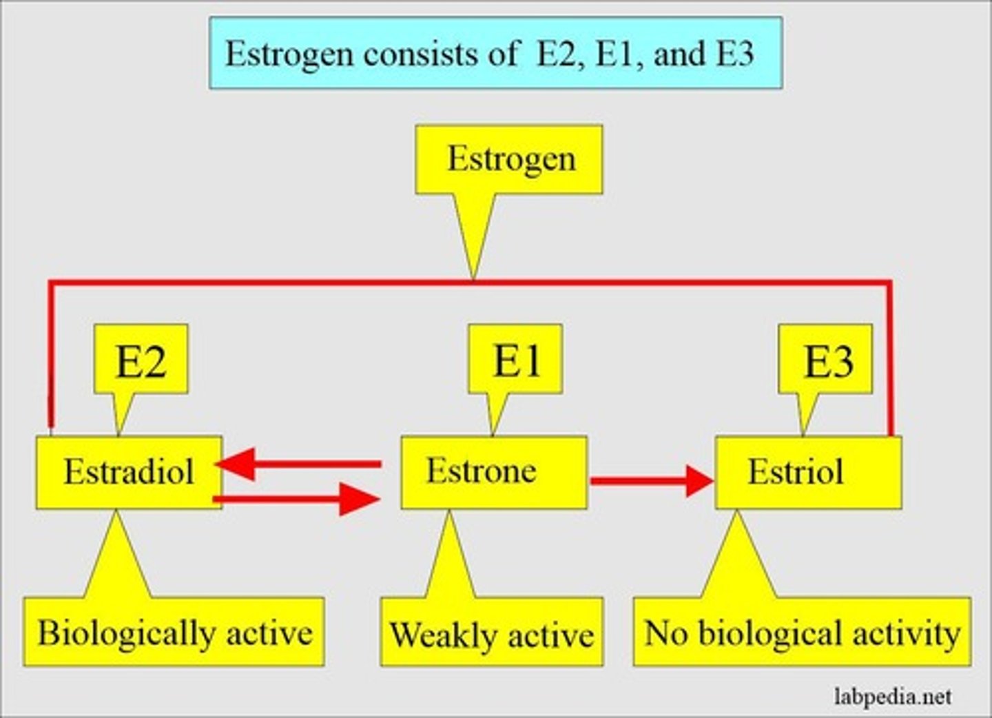 <p>The most abundant and biologically active estrogen produced by the ovary.</p>
