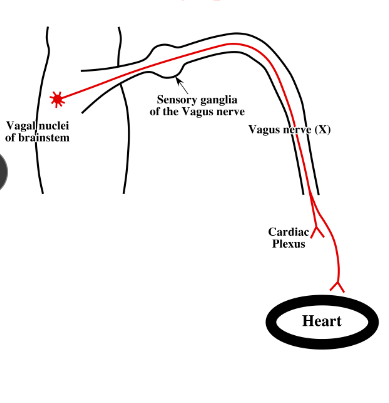 <p>-vagus nerve (X) provides parasympathetic innervation to the heart</p><p>-presynaptic parasympathetic neuronal cell bodies located within the vagal nuclei in the brainstem</p><p>-presynaptic parasympathetic axons destined for the heart travel in the vagus nerve (X)</p><p>-axons pass through the sensory ganglia of the vagus nerve, branch off in the neck and thorax, and enter the cardiac plexus</p>