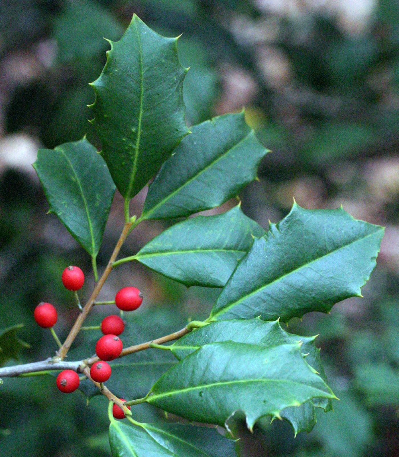 <p>spiny leaves (christmas holly), looks like deciduous holly but is evergreen, red berries</p>