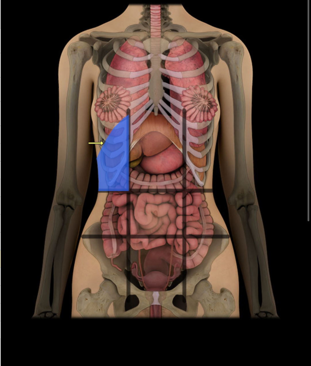 <p><span style="color: red;"><strong>Upper right under ribs;</strong></span> <strong>contains liver.</strong></p>