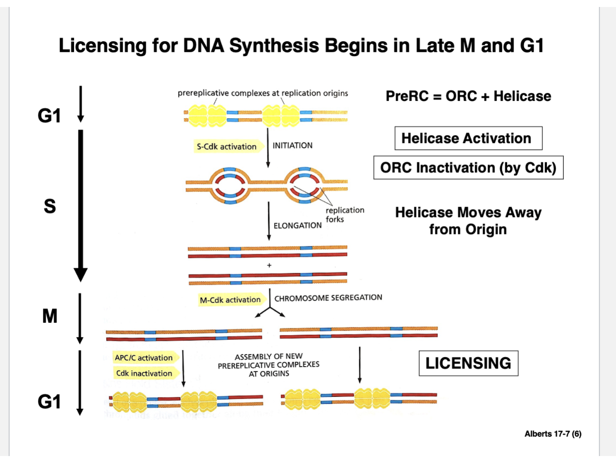 <ul><li><p>When replication is occurring and there’s a strand of DNA and a replication fork moving along, you need to unwind the DNA strand </p><ul><li><p>This is done through enzymatic action of helices </p></li></ul></li><li><p>ORC bound to helicase forms the PreRC </p></li><li><p>The PreRC stands for the <strong>pre-replicative complex </strong></p></li><li><p>Big protein complex side-by-side bound to each other at the origin of replication </p></li><li><p>As the cell moves into S phase, there’s a Cdk and an S phase cyclin bound to each other </p></li><li><p>What will happen is that the helicase will become active </p><ul><li><p>This will allow the DNA strands to separate </p></li></ul></li><li><p>There are other proteins that interact with the helices - those are phosphorylated by the S phase Cdk kinase </p></li><li><p>In order to activate the helicase, some of those proteins have to be phosphorylated by S phase cdk complexes </p></li><li><p>Multiple events are occurring by S-Cdk activation and phosphorylation MUST OCCUR</p></li></ul><p></p>