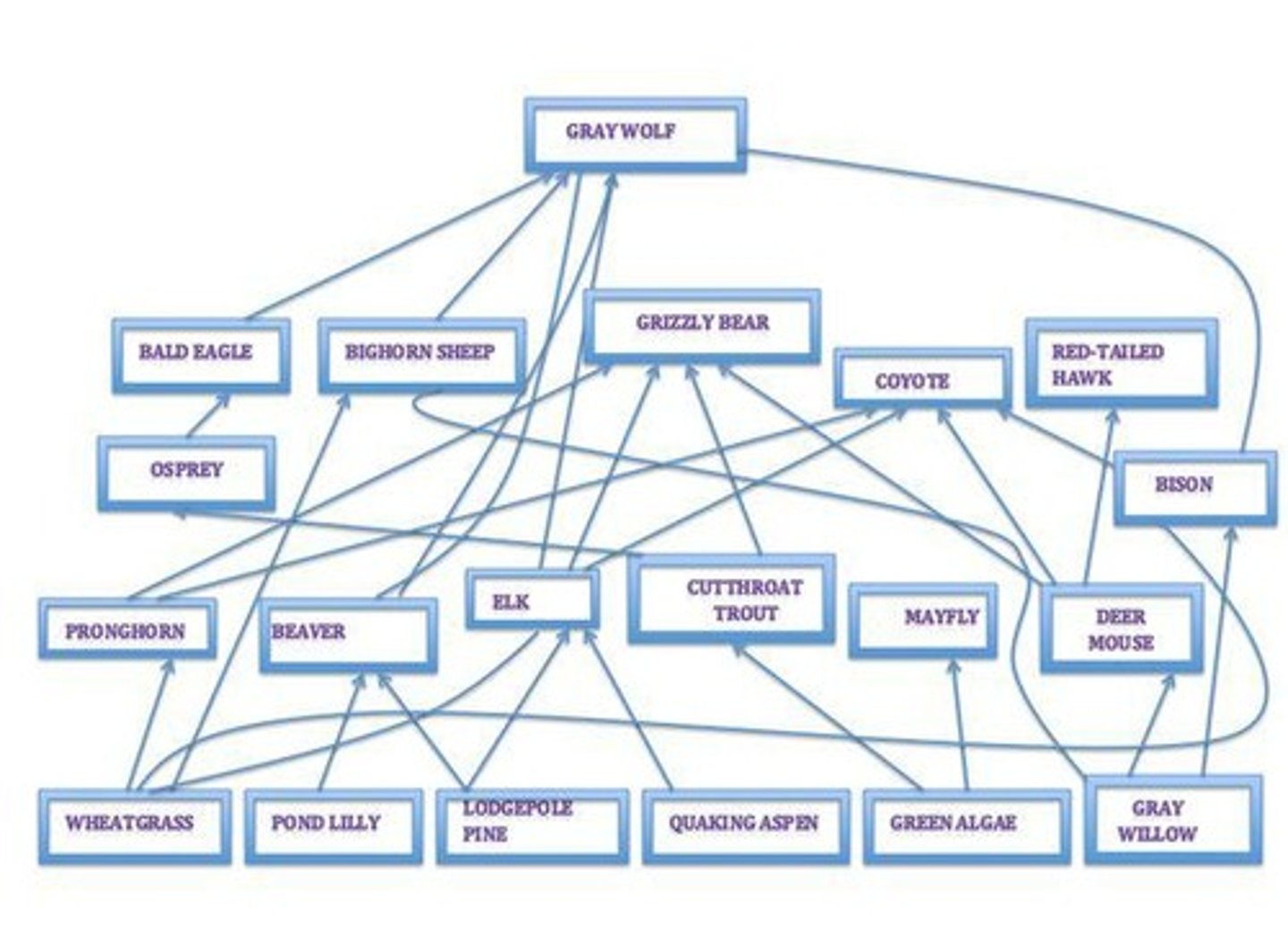 <p>A complex network of feeding relationships among various organisms in an ecosystem.</p>