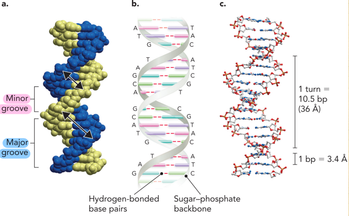 <ul><li><p>Secondary: double helix → both strands are antiparallel to each other </p></li><li><p>5’ → 3’</p></li><li><p>Hydrophobic interactions, Van der Waals forces and hydrogen bonds</p></li><li><p>Every turn in the helix have a 10.5 base pair</p></li></ul><p></p>