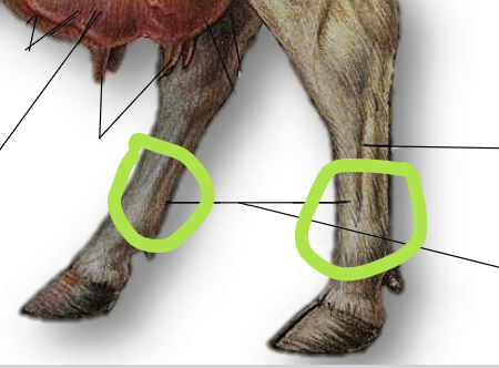 <p>The lower hind leg of a cow (below the “ankles”).</p>