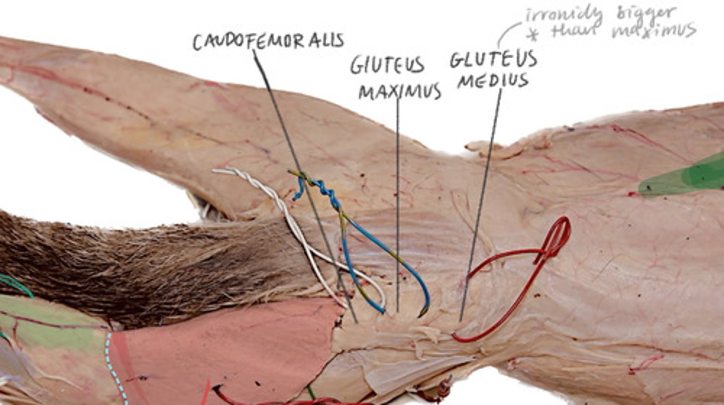 <p>In the middle of the caudofemoralis and the gluteus medius</p>