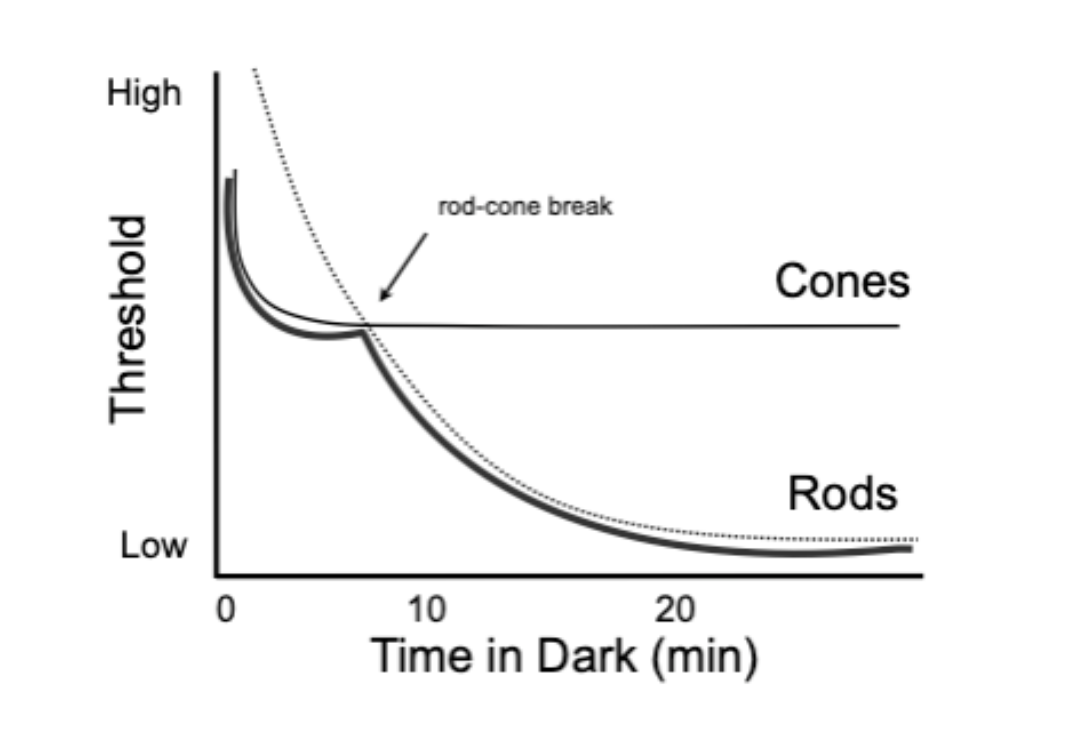 <p>after 5-10min in darkness, rods become more sensitive than cones</p>