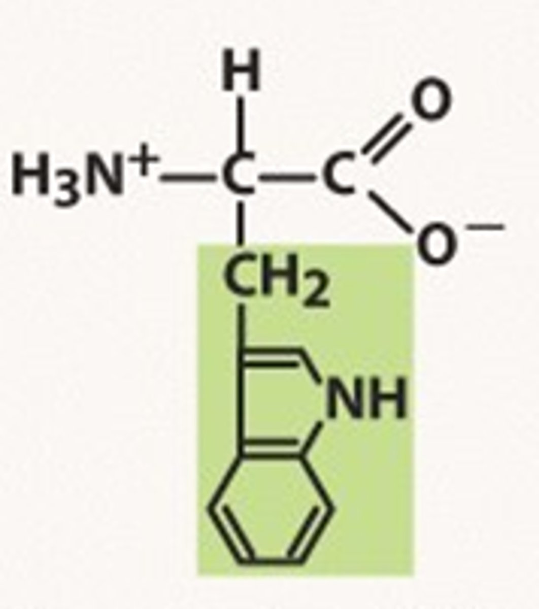 <p>Trp, W; has two aromatic rings: one a five-member ring with a nitrogen, and one a six-membered ring.</p>
