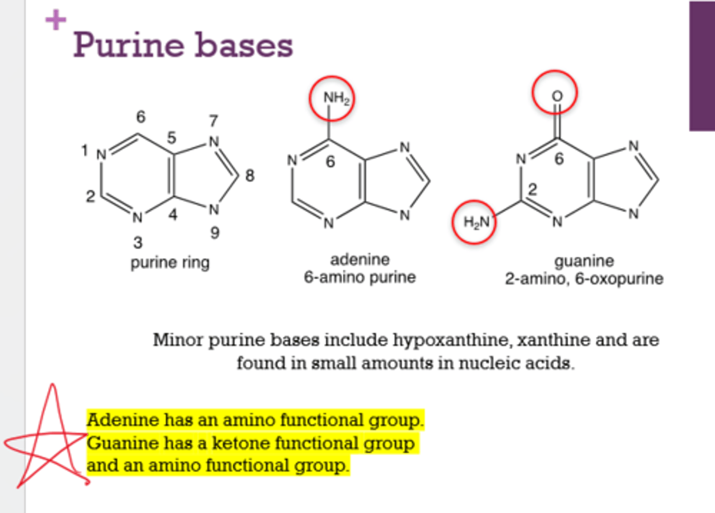 <p>Adenine and Guanine</p>