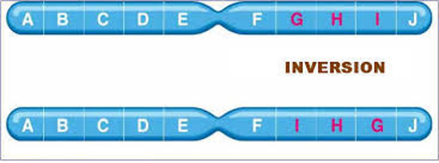 <p>A mutation involving a piece of a chromosome that breaks off and reattaches in reverse orientation.</p>