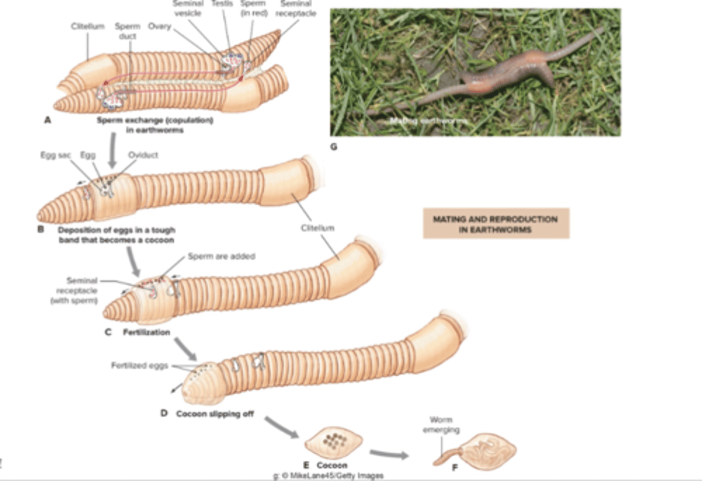 <p>clitellum picks up eggs and sperm and fertilizes them and then it pops off and acts as a cocoon where the new worms eventually emerge from</p>