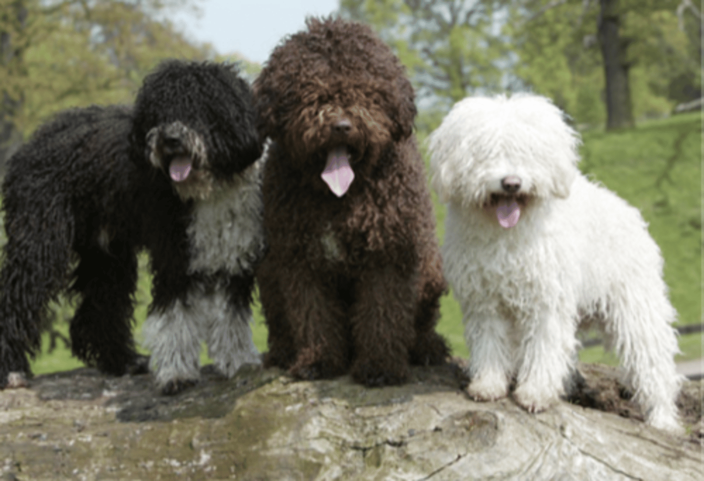 <p>FCI - 8 , robust ?, curly medium dog</p>