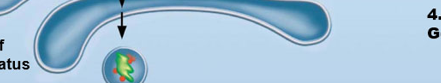 <p>The Endomembrane System step 4</p>