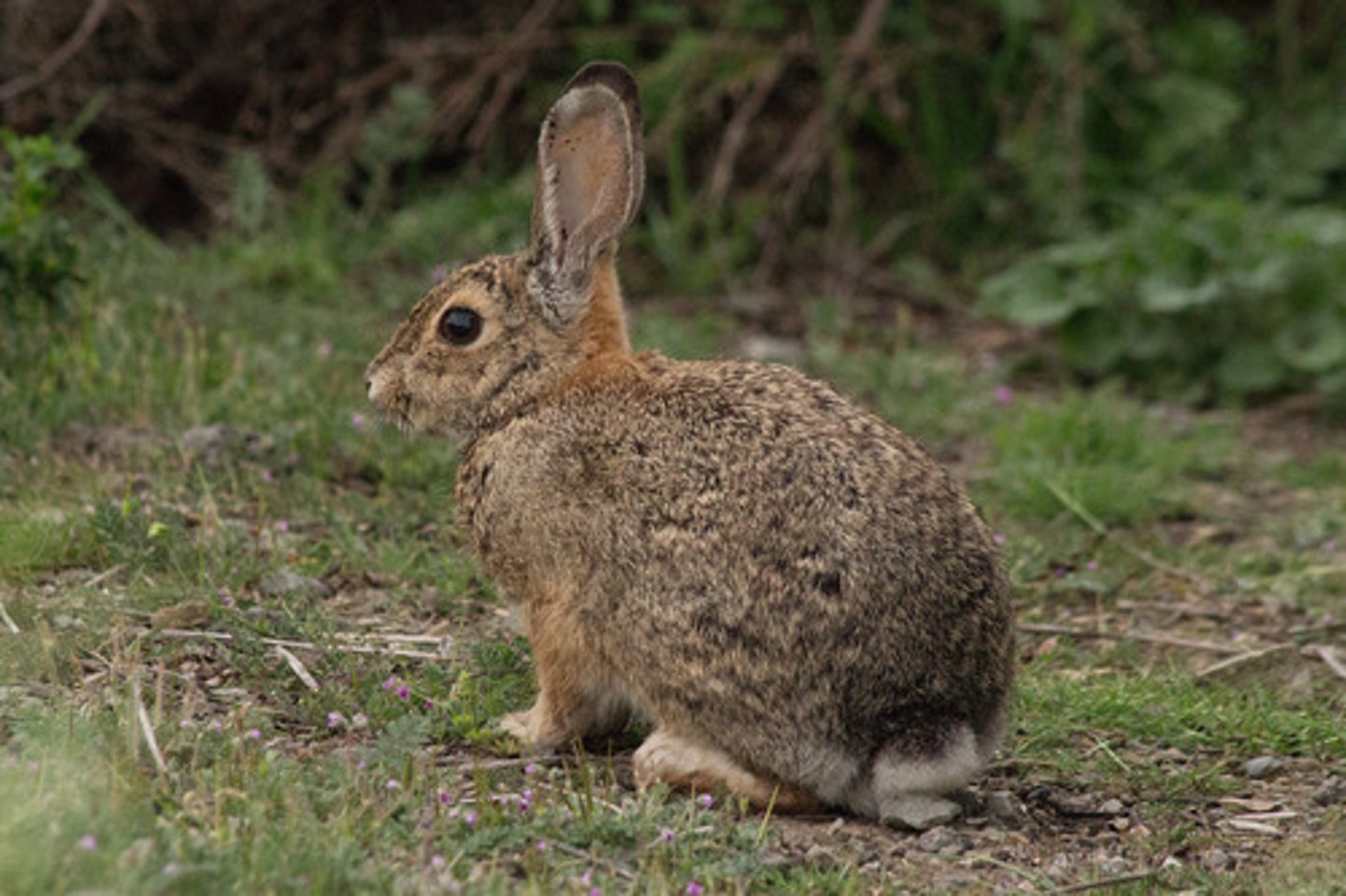<p>Marsh Rabbit</p>