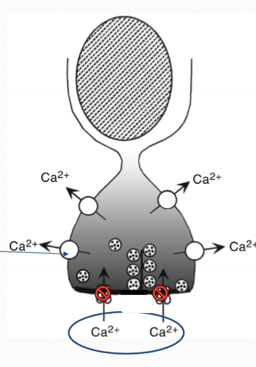 <ul><li><p>Voltage gated channels to close and gluatmate release is reduced </p></li><li><p>Calcium levels also drop to very low levels </p><ul><li><p>Ca is still being pumped out via PMCA and NCKX. </p></li></ul></li></ul><p></p>