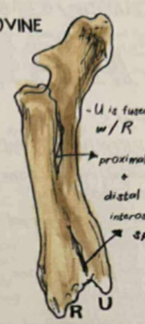 <p>ulna is already developed up to distal end </p>