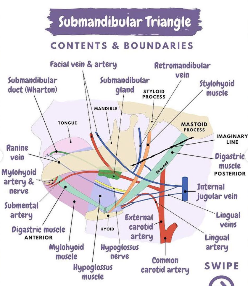 <p>In accessing the submandibular gland in the submandibular triangle, what vessel coursing through the gland and triangle would need to be protected?</p><p>A. External jugular vein</p><p><strong><mark data-color="red" style="background-color: red; color: inherit">B. Facial artery</mark></strong></p><p>C. Maxillary artery</p><p>D. Retromandibular vein</p><p>E. Superior thyroid artery</p><p></p>