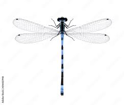 <ul><li><p>damselflies</p></li><li><p>lightly built, but morphologically similar to butterflies</p></li><li><p>wings are parallel to body</p></li><li><p>generally weak fliers/slow</p></li><li><p>eggs are laid inside plants which can cause damage (ecology)</p></li></ul><p></p>