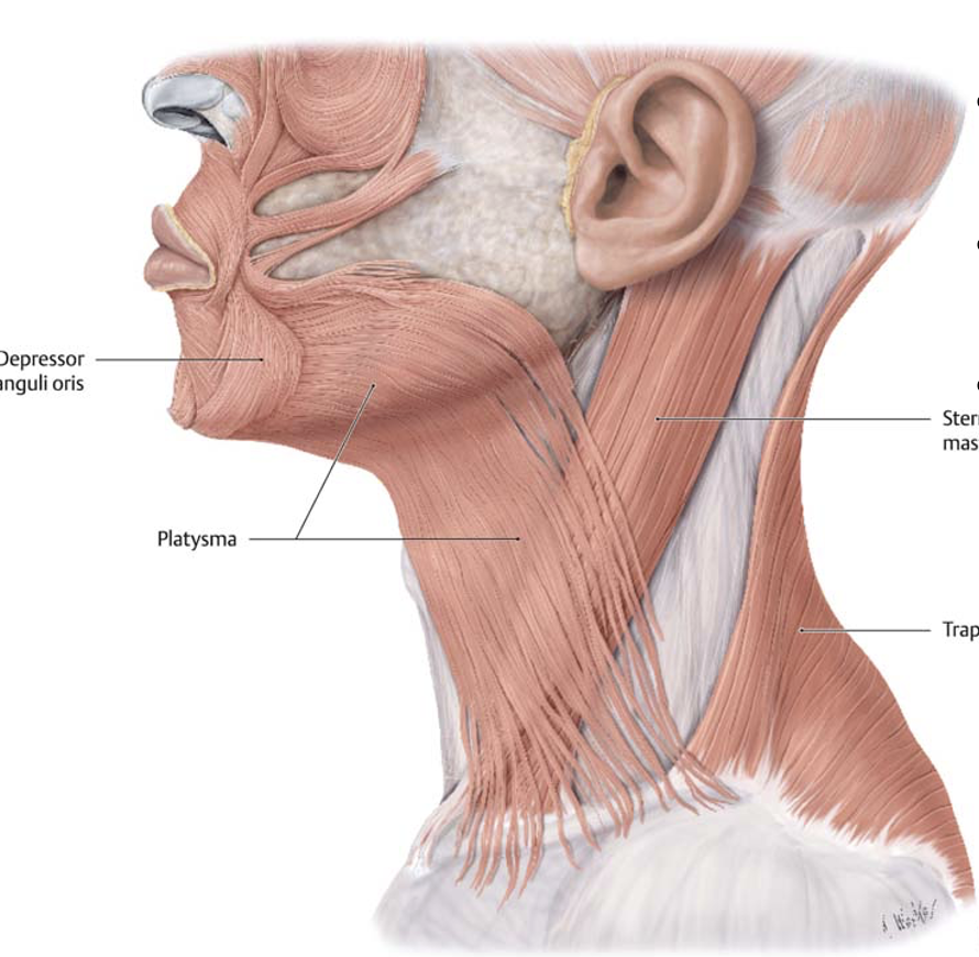 <p><span>Action and innervation of the platysma muscle</span></p>