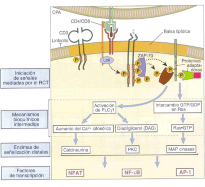 <p>SInce BCRs have a higher affinity than TCRs.. TCRs need more signalling</p><ul><li><p>multiple receptor crosslinking upon anitgen recognition causes phosphorylationwhich tirggers enzyme and activation and adaptor recrutiment.. these will activate several main signalling pathways which lead to the transcription factors in the nucleus to produce Abs.</p></li></ul><p></p>