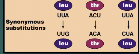 <p>Synonymous mutations </p>