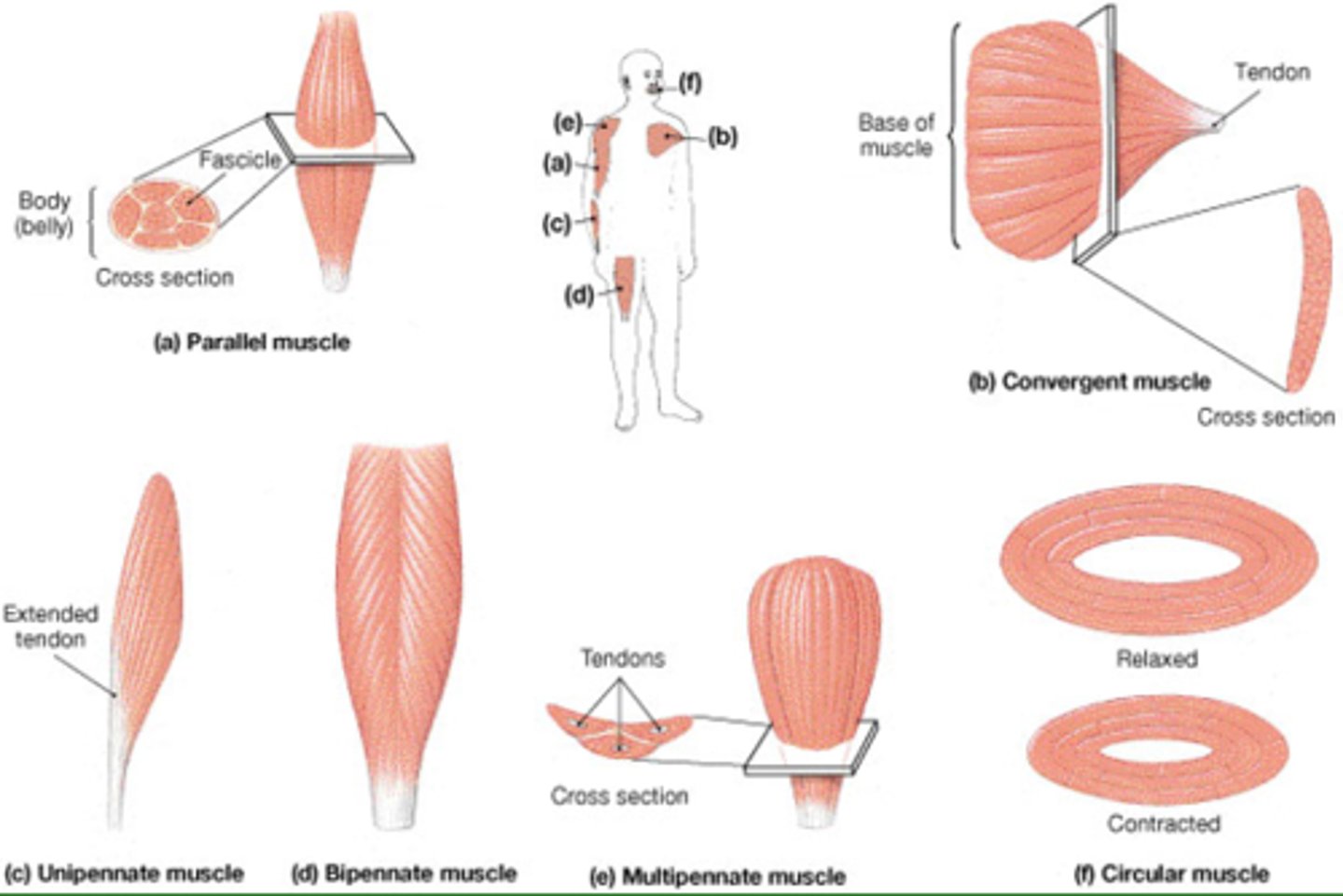 <p>1. parallel muscles</p><p>2. convergent muscles</p><p>3. pennate muscles</p><p>4. circular muscles</p>