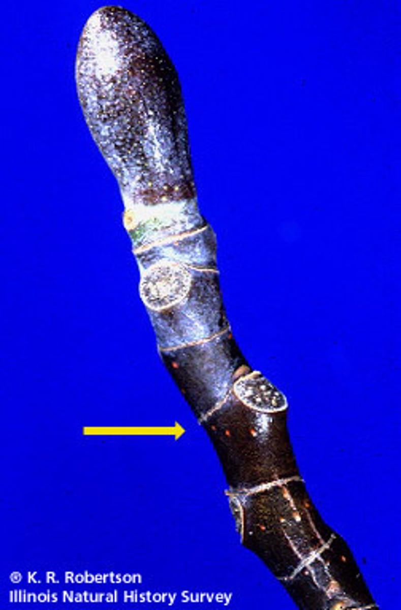 <p>Remnants of leafy appendages that were attached to the petiole.</p>