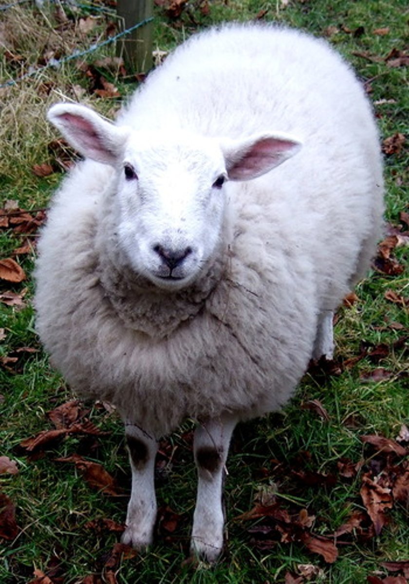 <p>sheep</p>