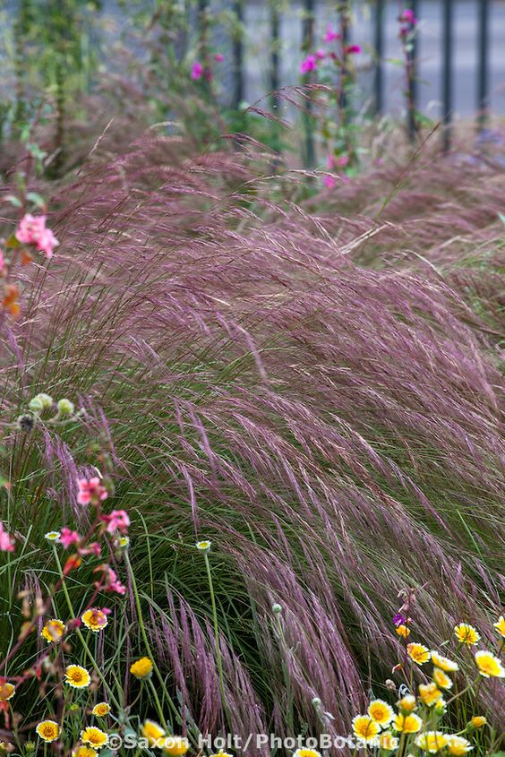 <p>Aristida purpurea</p>
