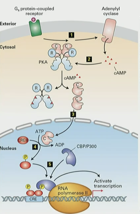 <ol><li><p>GPCR activates Adenylyl cyclase, which produces cAMP</p></li><li><p>cAMP activates PKA </p></li><li><p>PKA catalytic subunits move to nucleus</p></li><li><p>PKA phosphorylates CREB transcription factor</p></li><li><p>CREB forms complex with co-activator CBP/P300, stimulates transcription of genes controlled by CRE (CREB responsive element)</p></li></ol><p></p>