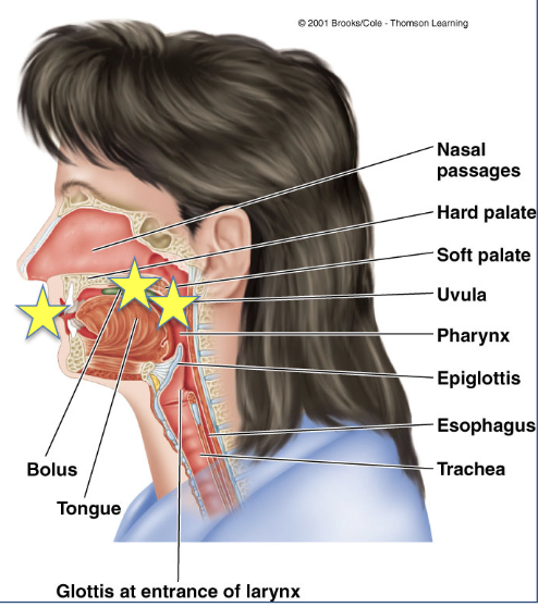 <p>soft tissue that hangs from the rear of the mouth and seals off nasal passage during swallowing</p>