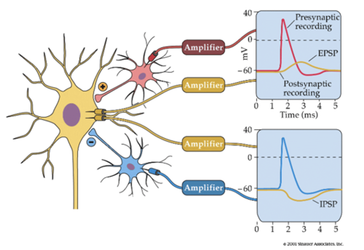 <p>action potential and neurotransmitter release from a excitatory presynaptic neuron</p>