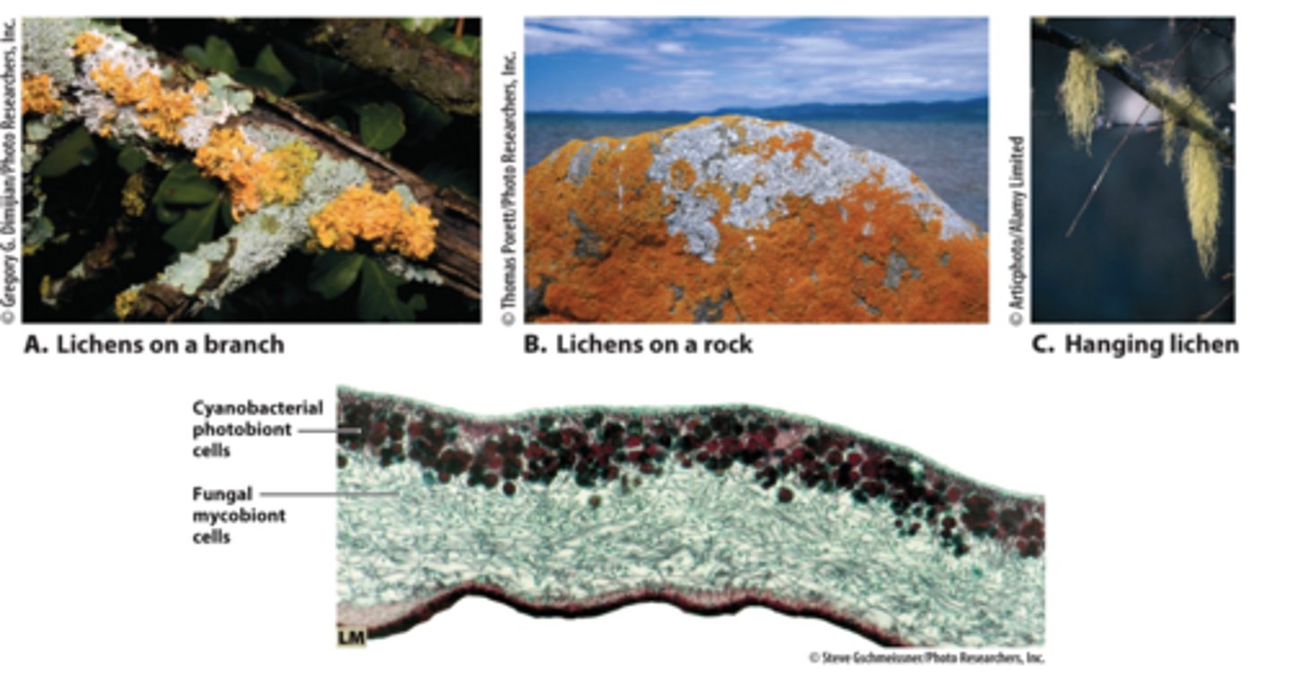 <p>a weak acid that breaks down all sorts of things including rocks</p>