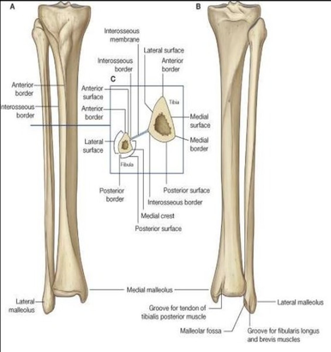 <p>Tibia (on side of the toe)</p><p>Fibula</p>