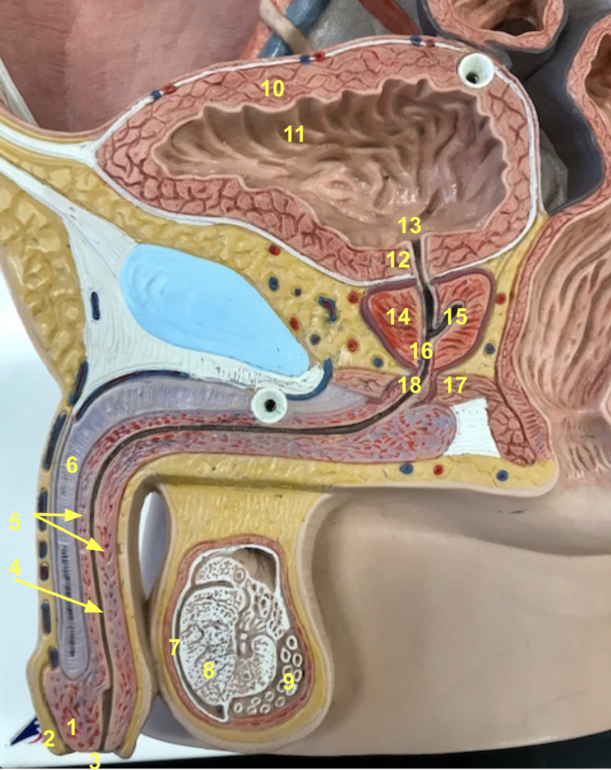 <p>What is number 17?</p>