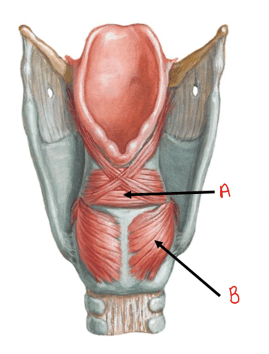 <p>identify B</p>