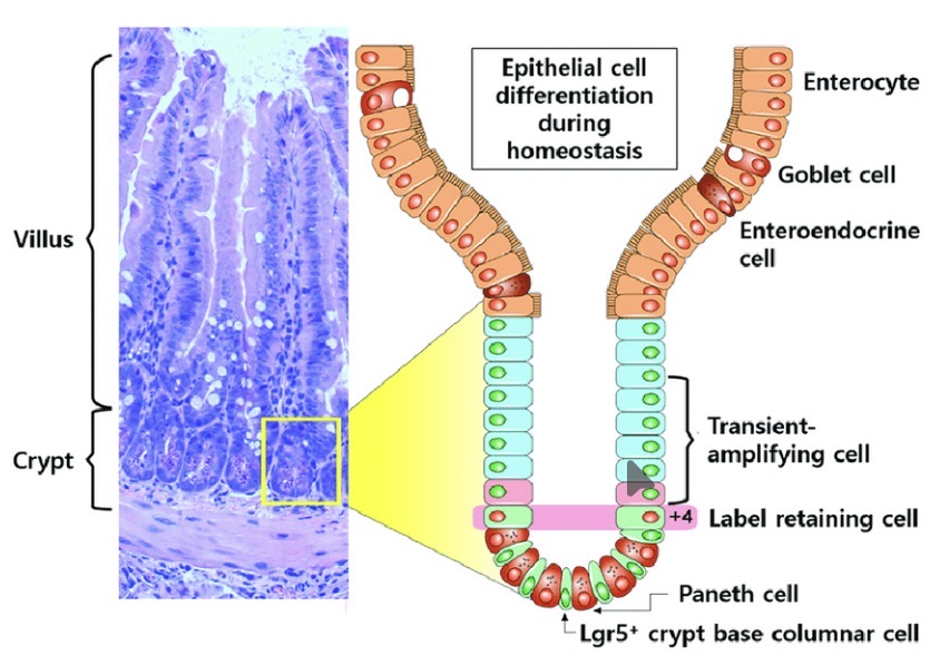 <p>Stem cells of the crypts replenish cells of the villi</p>