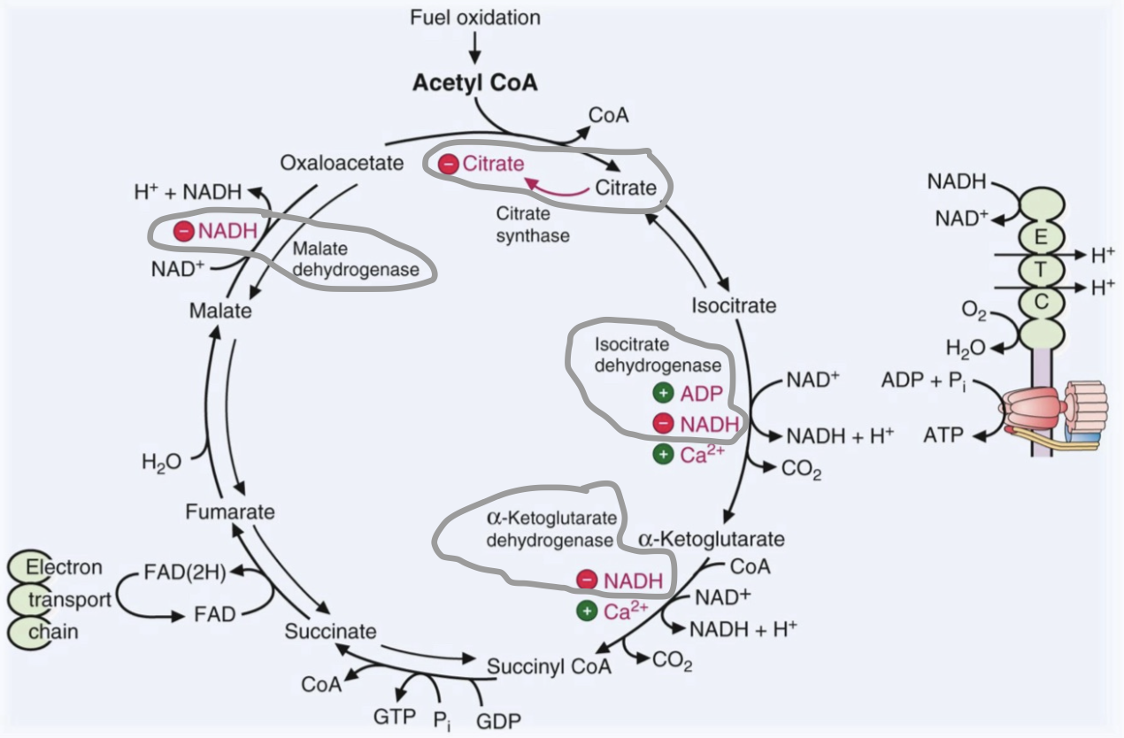 <p><span style="color: rgb(0, 161, 27);">Stimulated</span> by:</p><ul><li><p>ADP, Ca<sup>2+</sup> (<span data-name="arrow_down" data-type="emoji">⬇</span>energy & muscle use)</p><ul><li><p>Ca<sup>2+</sup> activates dehydrogenase, generating NADH/FADH</p></li></ul></li></ul><p><span style="color: rgb(255, 0, 0);">Inhibited</span> by:</p><ul><li><p>citrate (product inhibition), NADH, ATP</p></li></ul><p>*NADH is the main energy sensor of mitochondria</p><ul><li><p><span data-name="arrow_up" data-type="emoji">⬆</span>NADH = stop TCA / <span data-name="arrow_down" data-type="emoji">⬇</span>NADH = start TCA</p></li></ul><p></p>