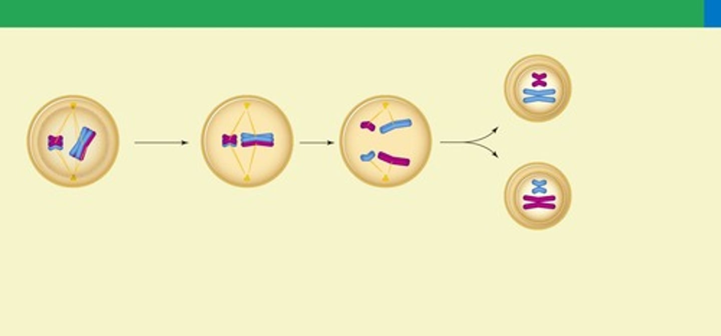<p>Homologous chromosomes are separated into two haploid nuclei.</p>