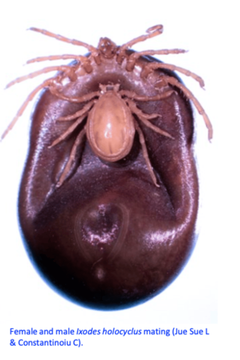 <p>was a parasite of monotremes and marsupials but now it can parasitize a wide range of mammals (recorded on up to 34 species): dogs, cats, calves, horses, sheep, goats, pigs, rats, mice etc and birds</p><p>A single female tick can kill a dog/cat  up to 17% of the dogs and up to 22% of the cats with tick paralysis die/are euthanized;</p><p>Humans: 20 reported deaths;</p>