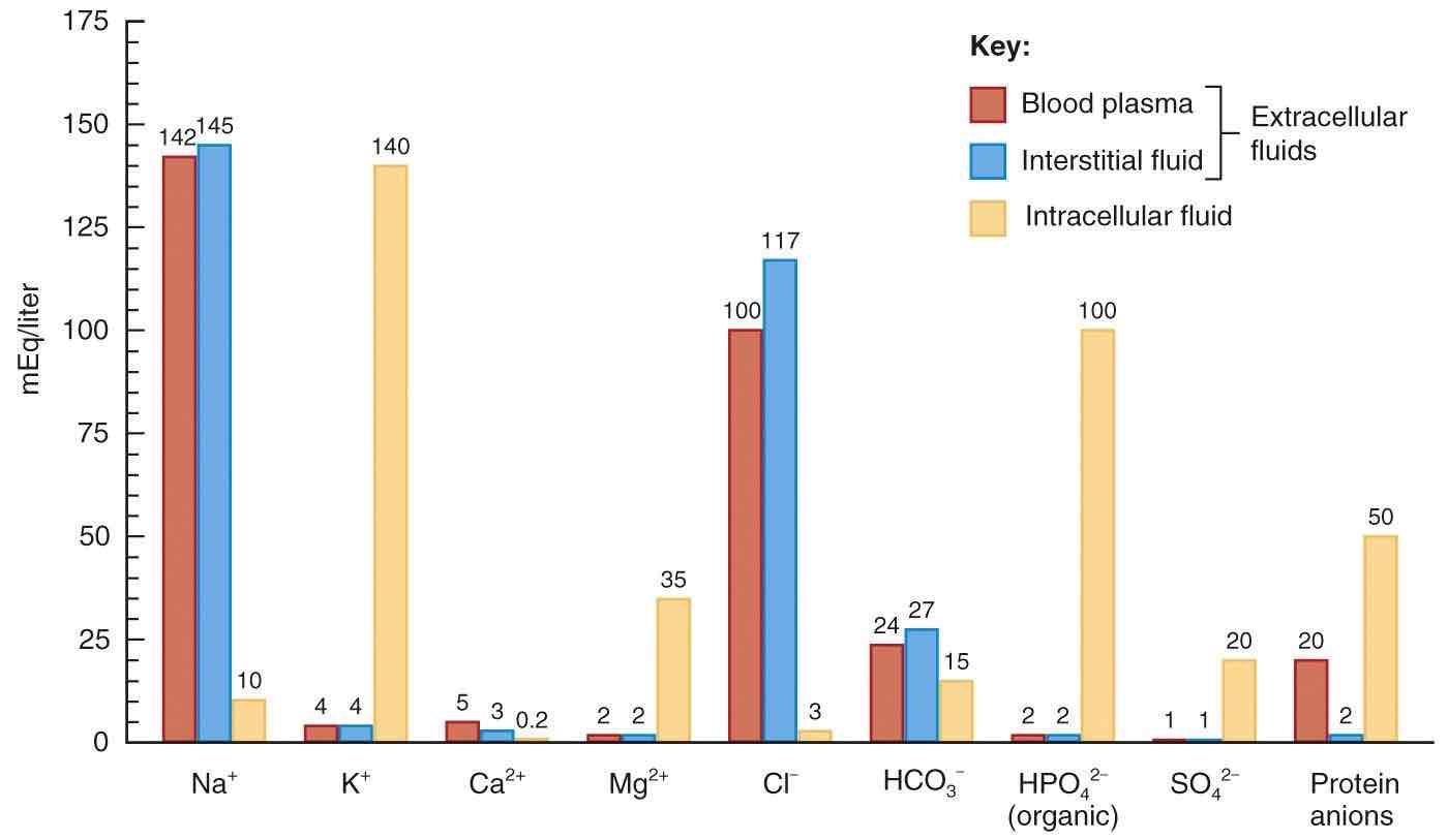 <p>Which bodily fluids share similarities in terms of ion presence according to the chart?</p>