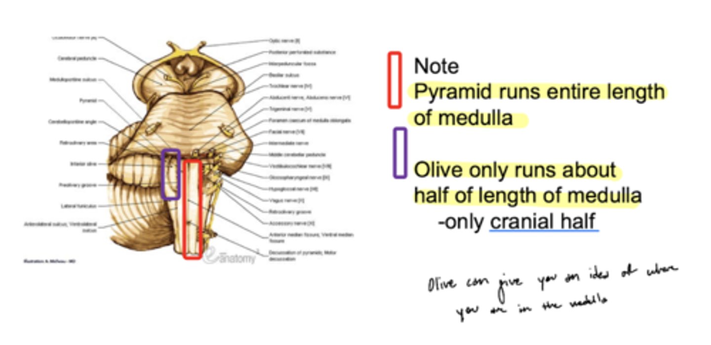 <p>no -- only half (cranial)</p>