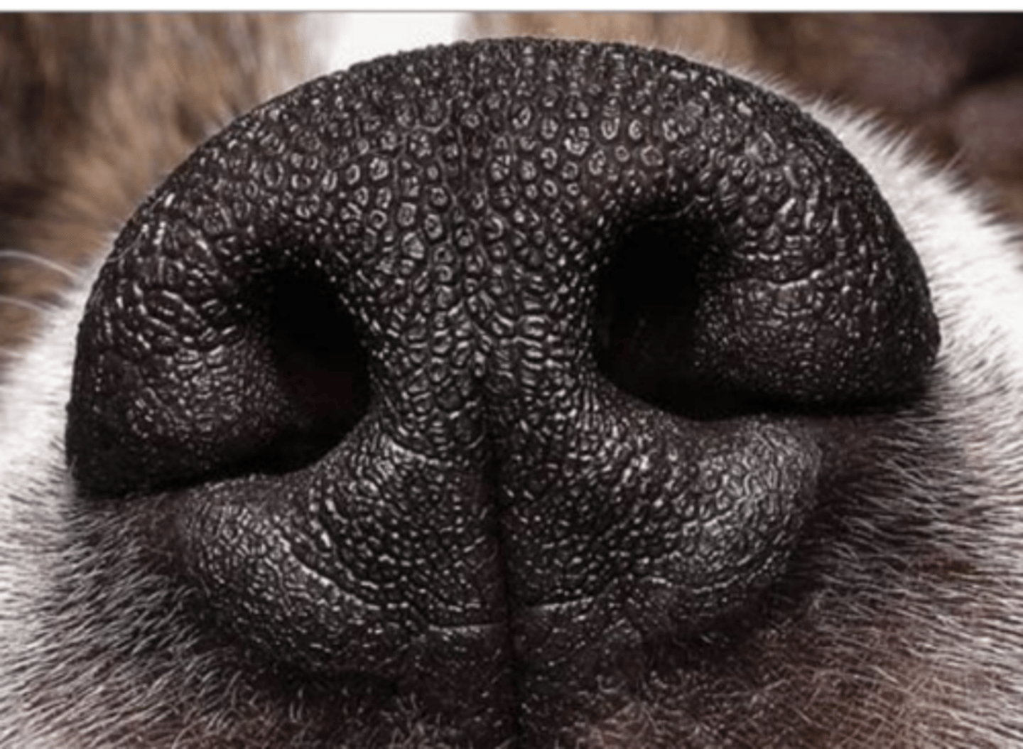 <p>what is the lamina propria of the nasal vestibule like?</p>