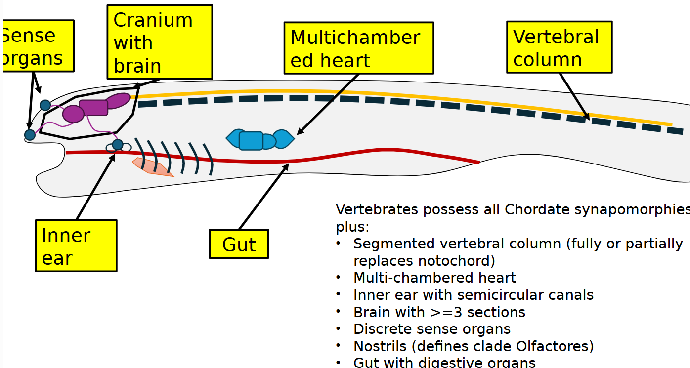 <p>sense organs, cranium with brain, multichambered heart, vertebral column, inner ear, gut</p>