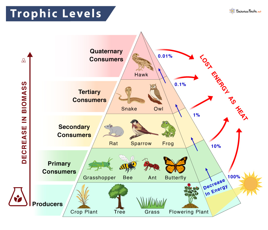 Biomass Pyramid