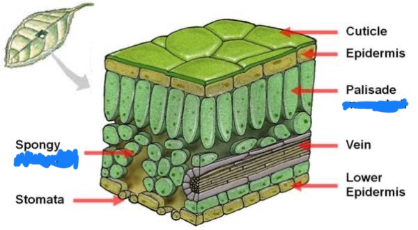 <p>_______ cells are the <em>inner tissue</em> of the <em>leaf</em>, packed between the <em>upper</em> (palisade) and <em>lower</em> (spongy) layers. They’re <strong>loaded</strong> with <em><u>chloroplasts</u></em>, which are the green <em><u>organelles</u></em> where photosynthesis <u>happens</u></p>