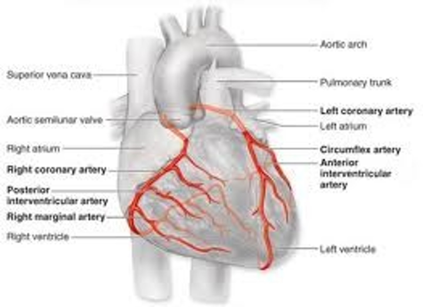 <p>coronary circulation: how blood transfers through heart & how blood supplies itself</p><p>->Left and right coronary arteries</p><p>->circumflex artery</p><p>->left anterior descending artery</p><p>(image shows it)</p>
